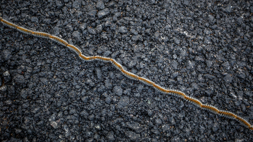 Orugas de la procesionaria: riesgos para tu mascota